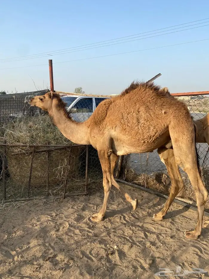 تم البيع حاشي للبيع الموقع الجبيل 1