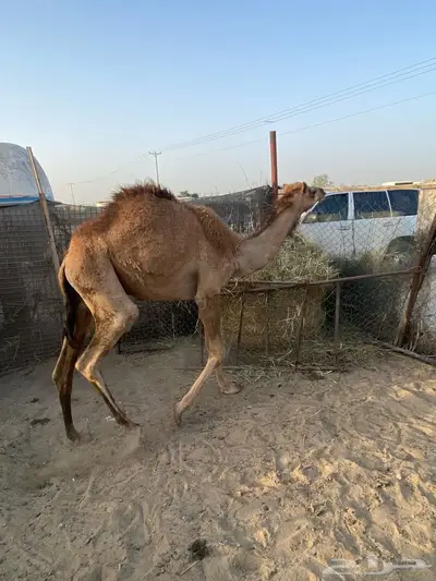 تم البيع حاشي للبيع الموقع الجبيل 0