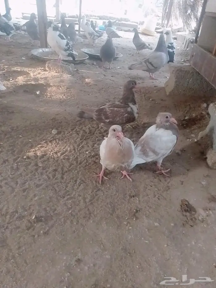 مزرعة الخير بمكة المكرمة . 2