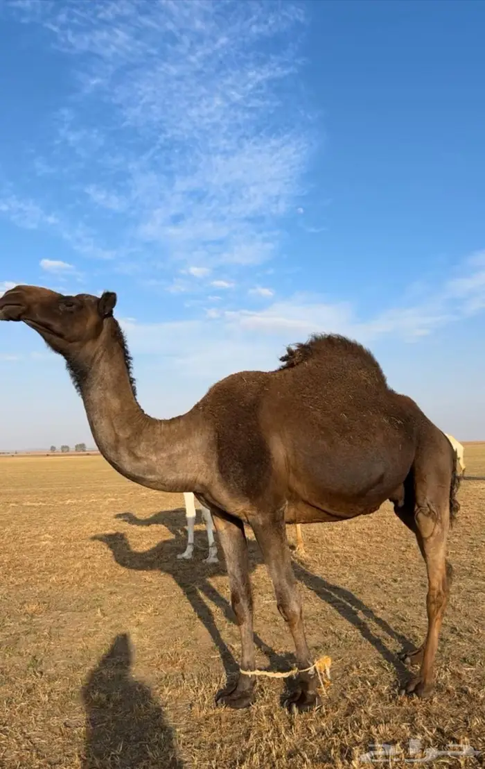 ناقة مجهم حائل فيها بدوه 0