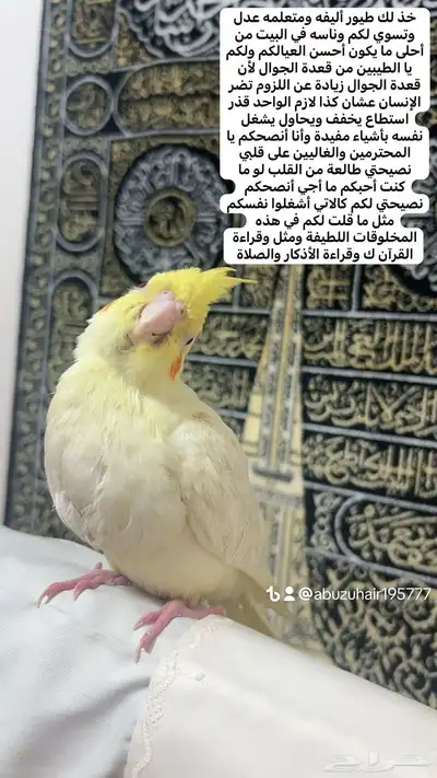 كروان اليف وهدد نشبه قريب الفطم اللي يبغى الزين يلحق عليه 1