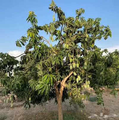 منجه بلدي 1
