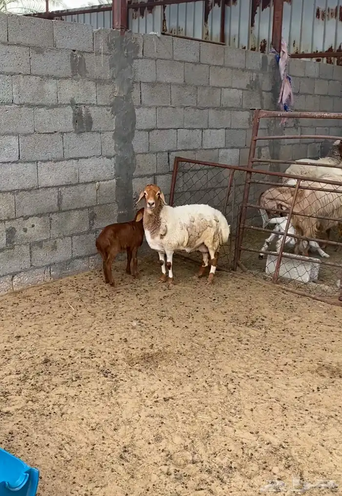 شاة رغوث 1