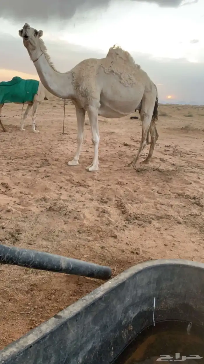 خلفه وضحا تحتها قعود 0