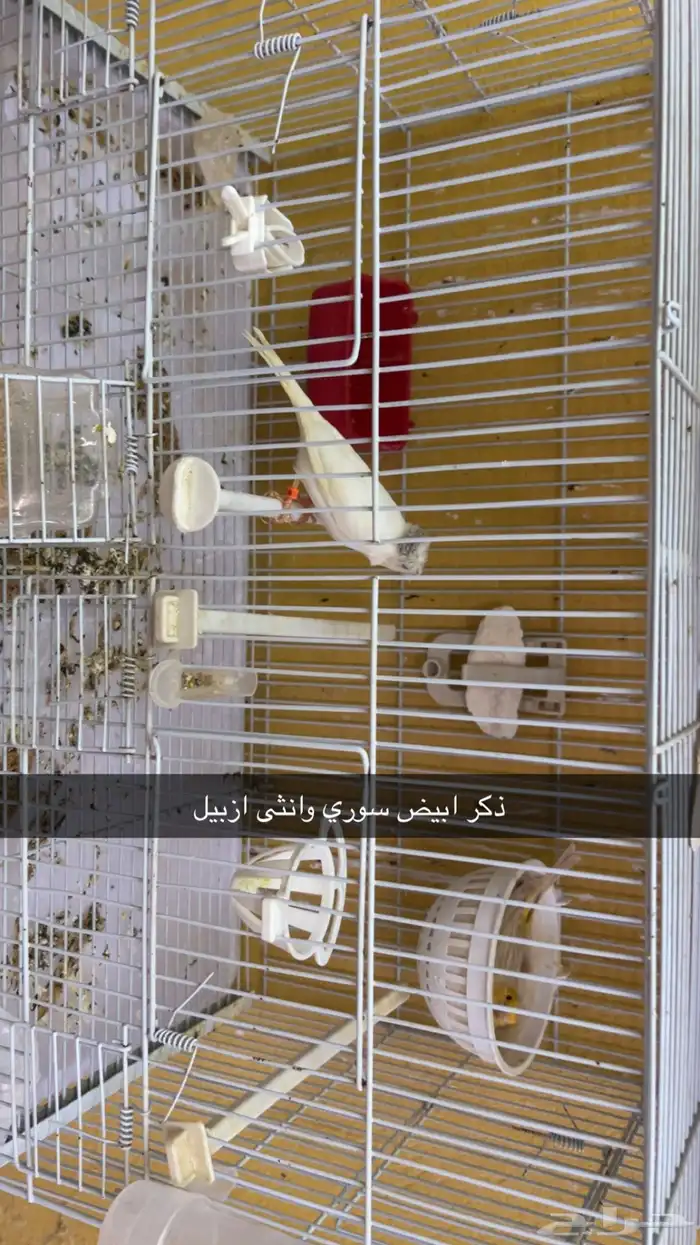 اجواز كناري منتجه 1
