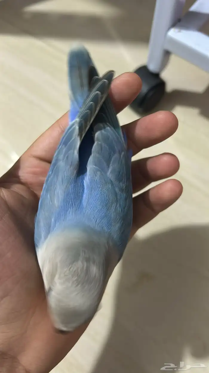 فروخ روز مفطومه هدد نشبه((تم البيع)) 13