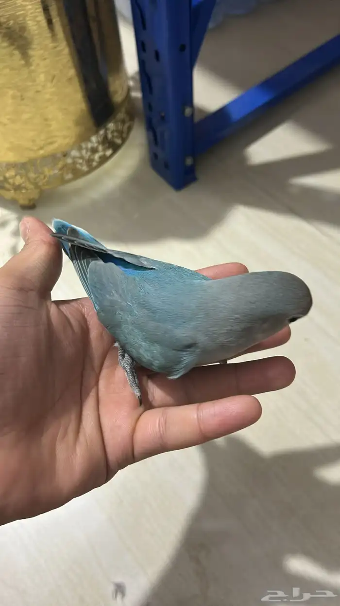 فروخ روز مفطومه هدد نشبه((تم البيع)) 16