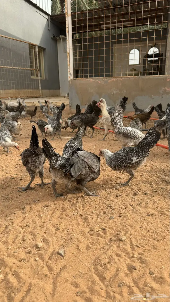 دجاج 2