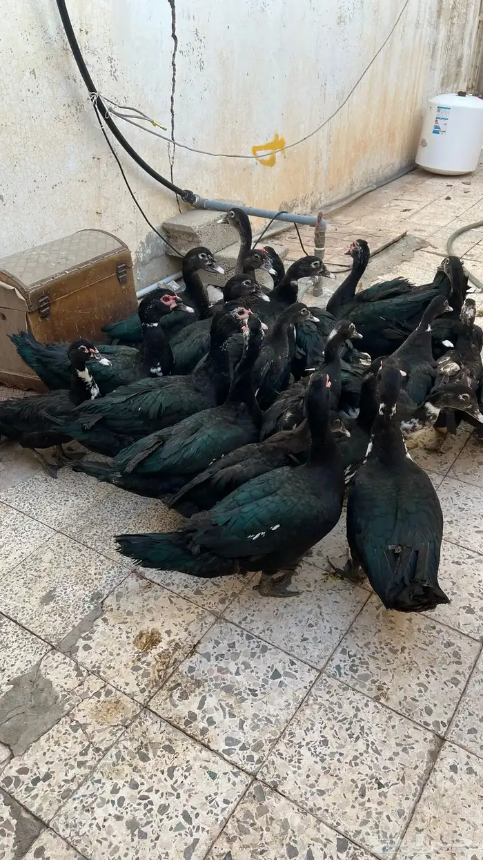 بط بح للبيع  . 2