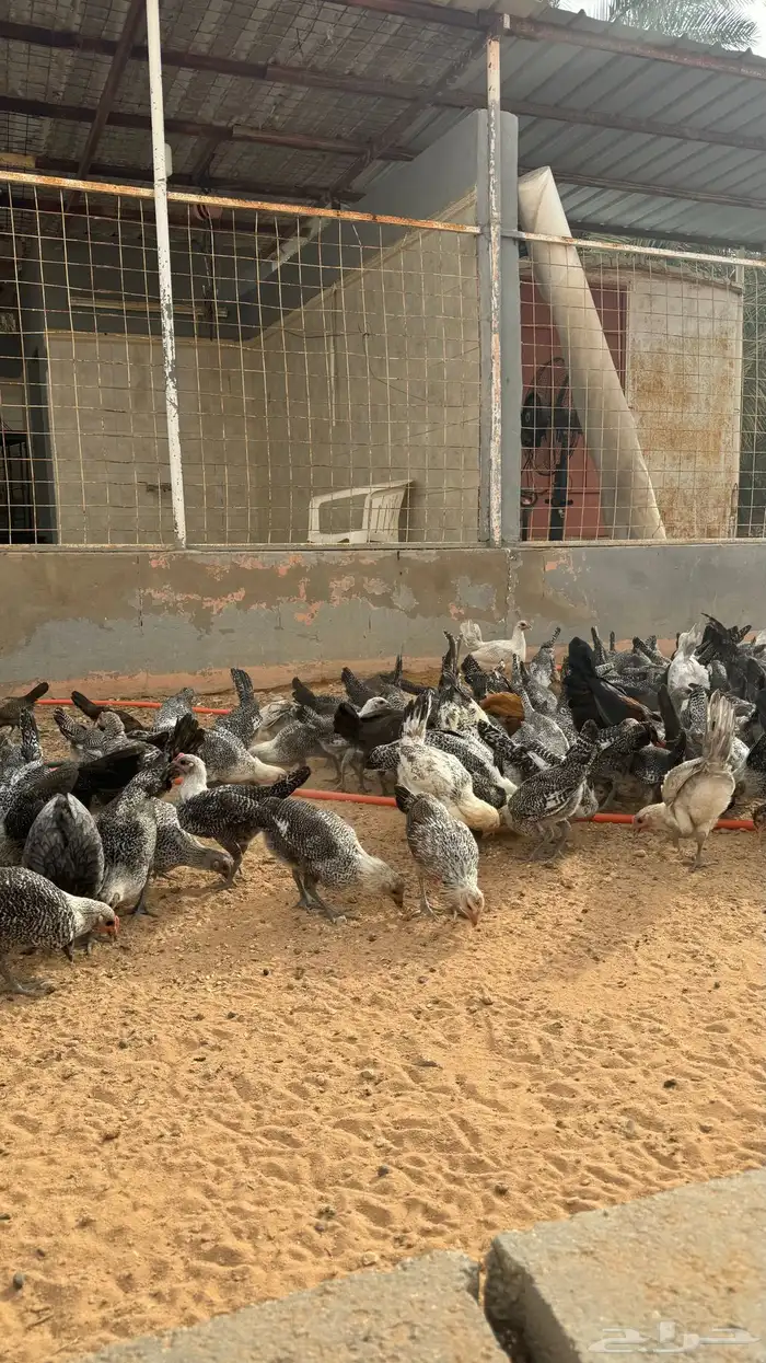 دجاج 4