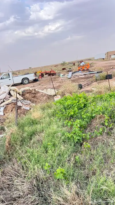 عنب احمر حلواني 2