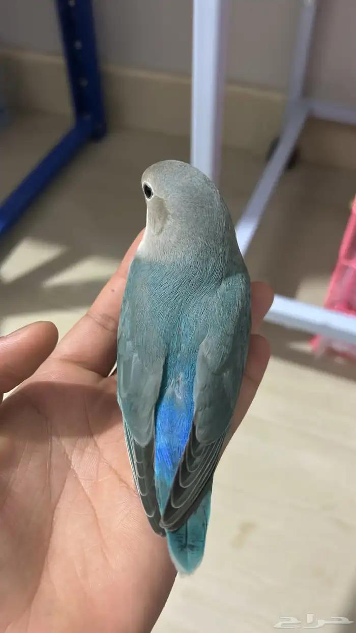 فروخ روز مفطومه هدد نشبه((تم البيع)) 17