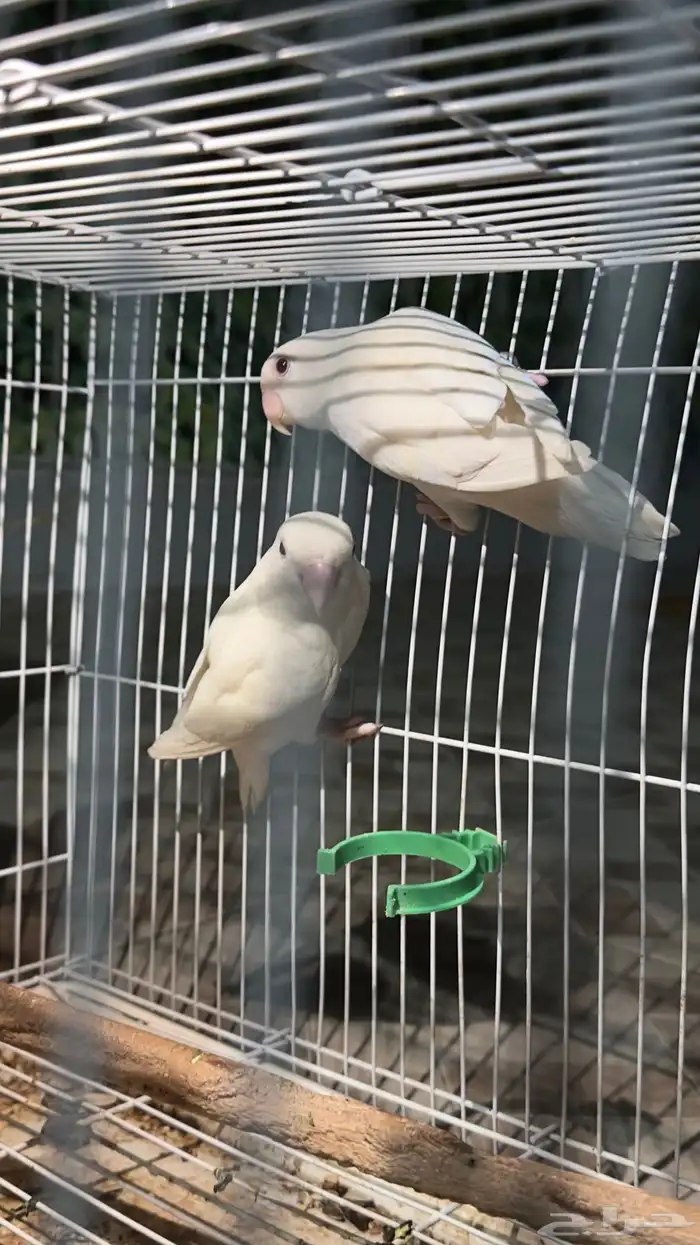 زوج روز للبيع 2