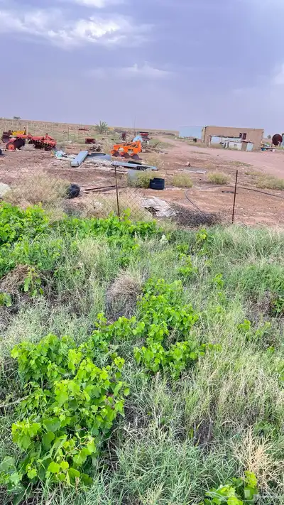 عنب احمر حلواني 1