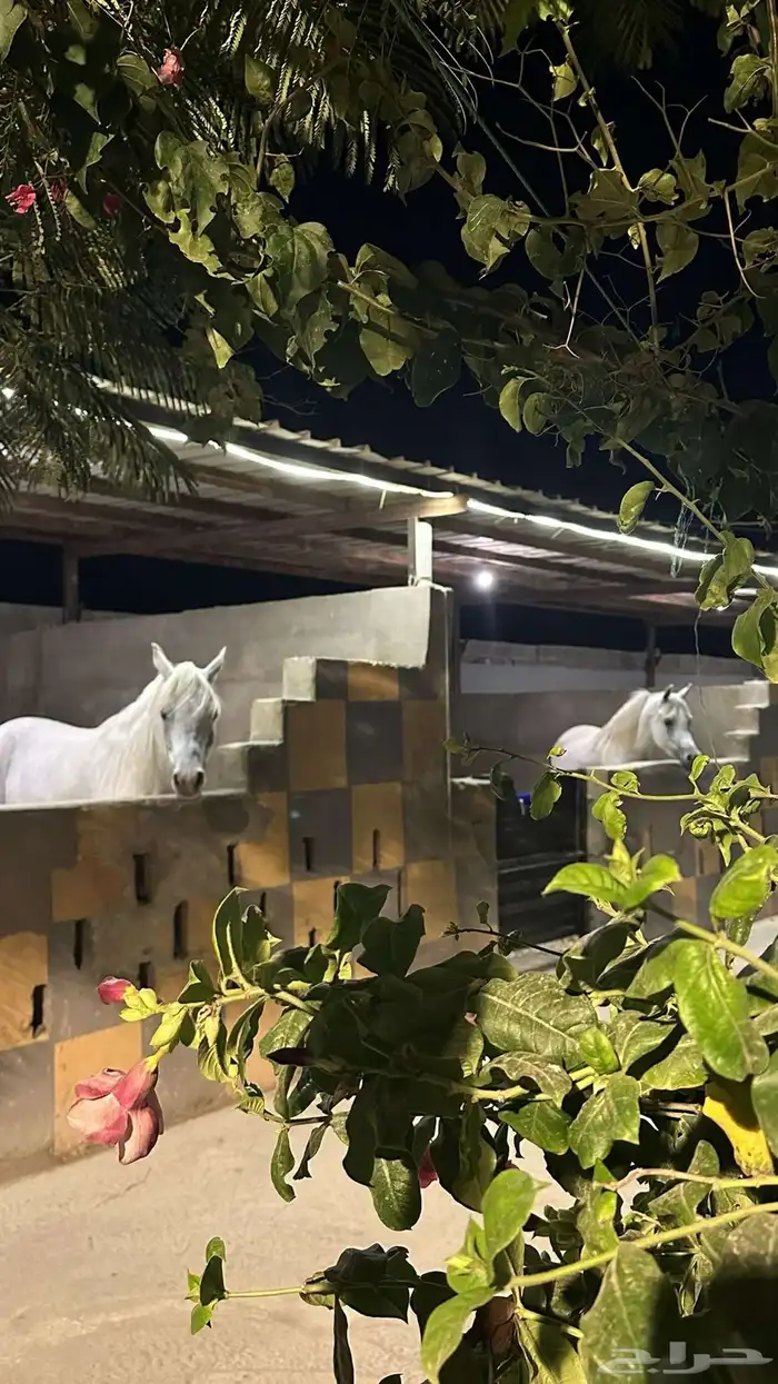 بايكات وايواء واسطبل ومربط خيل 0