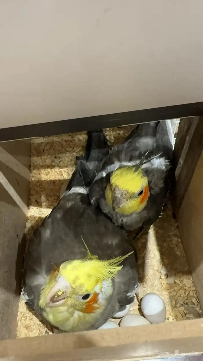 زوج كروان منتج 1