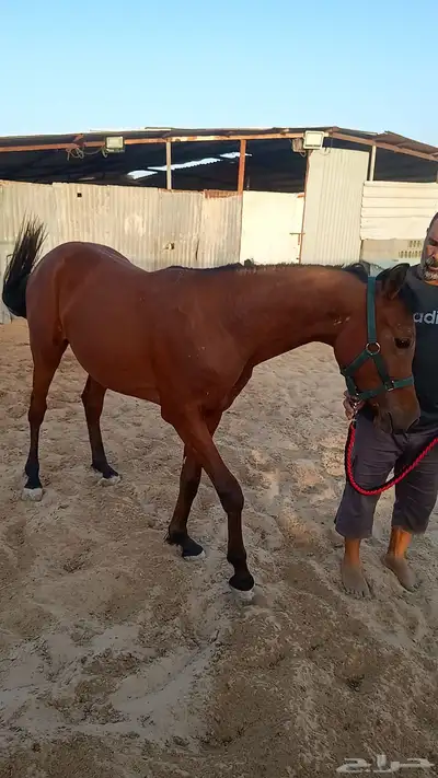 مزاد هجر لبيع وعرض الخيول 4