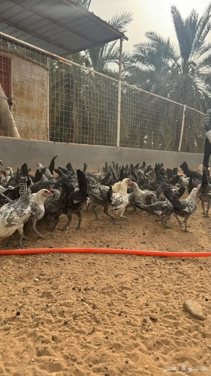 دجاج 3