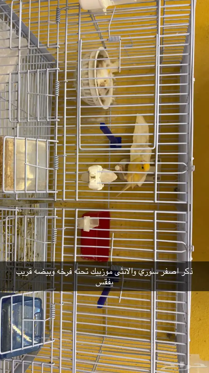 اجواز كناري منتجه 2