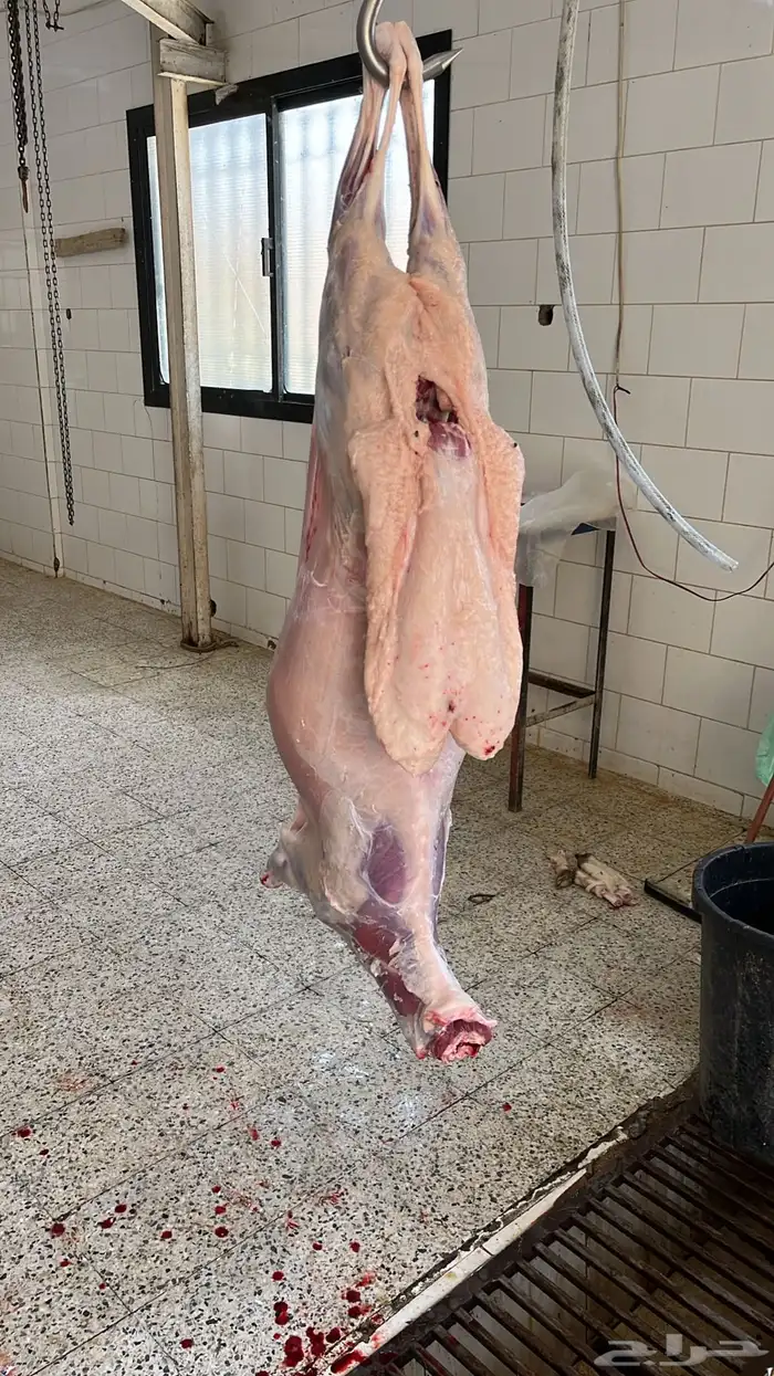 طليان رفيديات للبيع 0