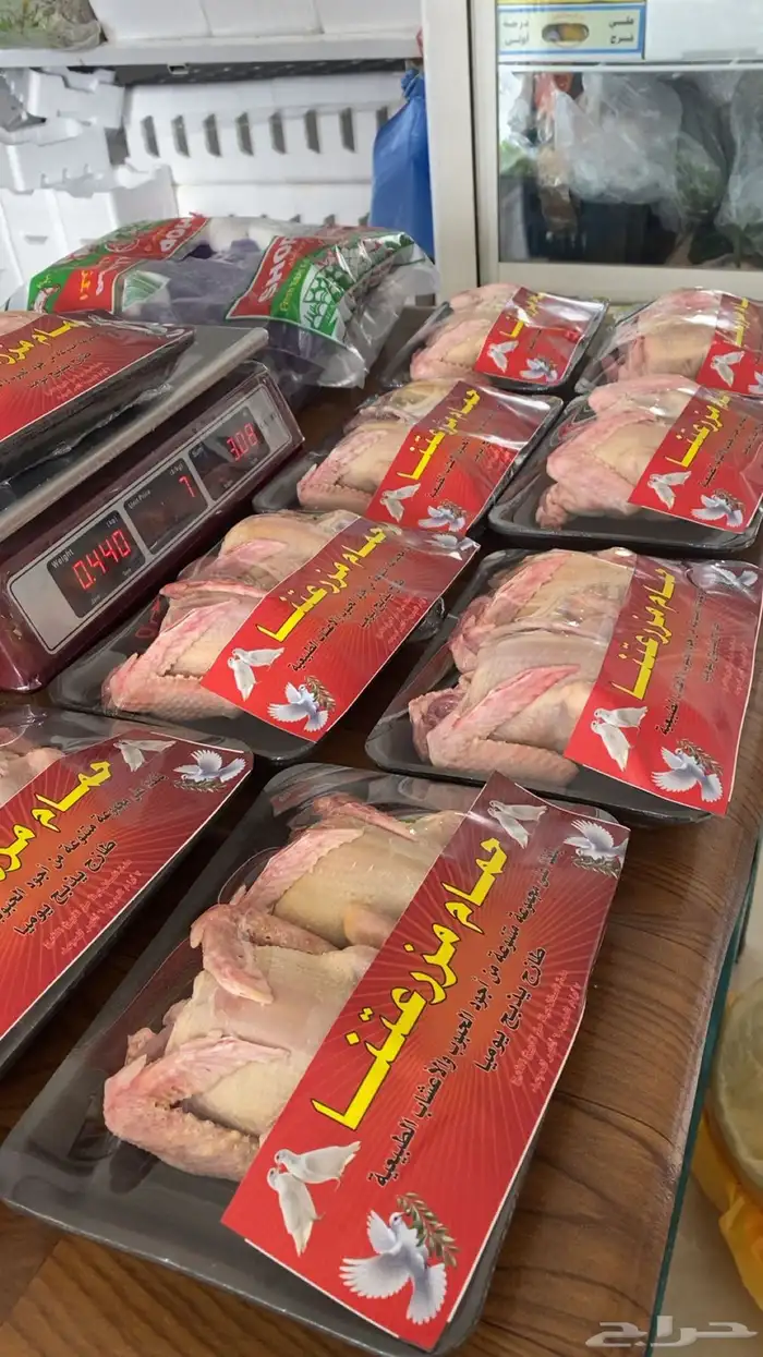 الحمام الفرنسي اللاحم 1