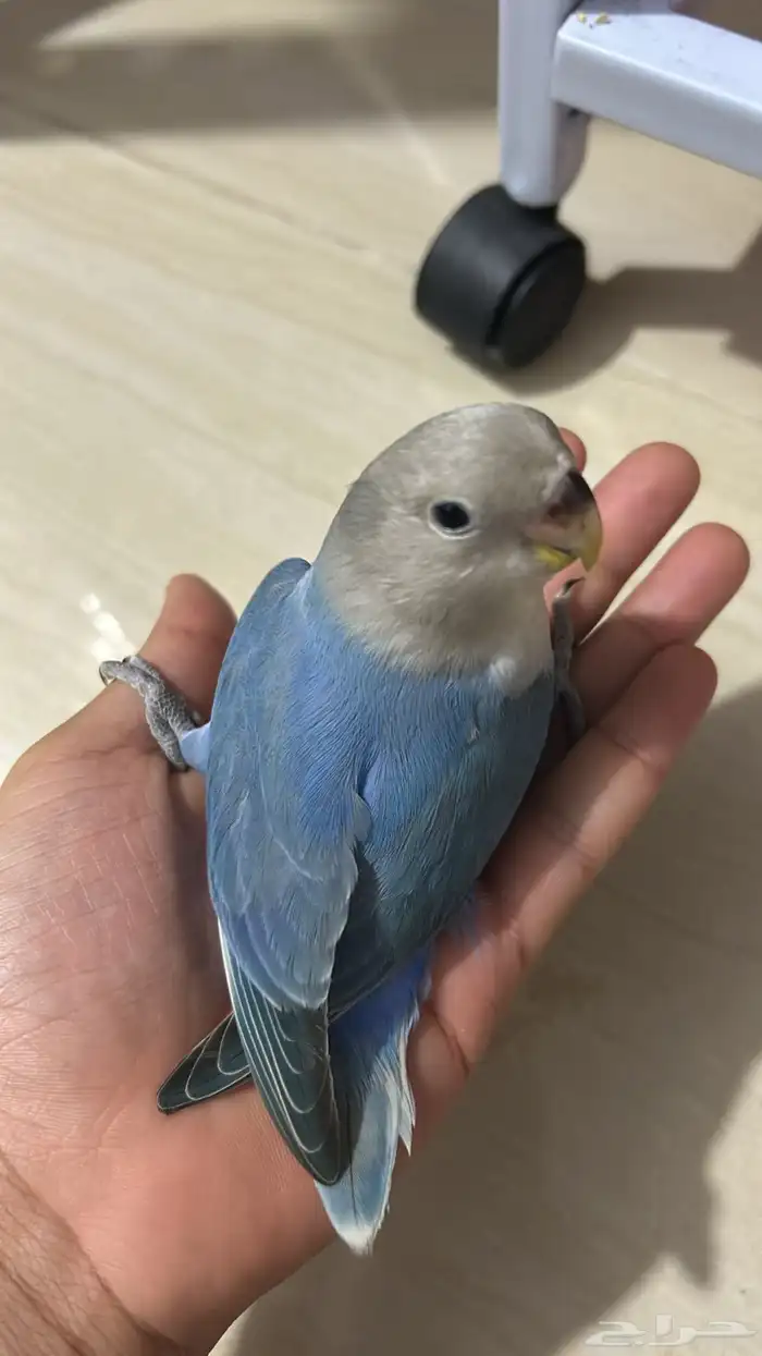 فروخ روز مفطومه هدد نشبه((تم البيع)) 14