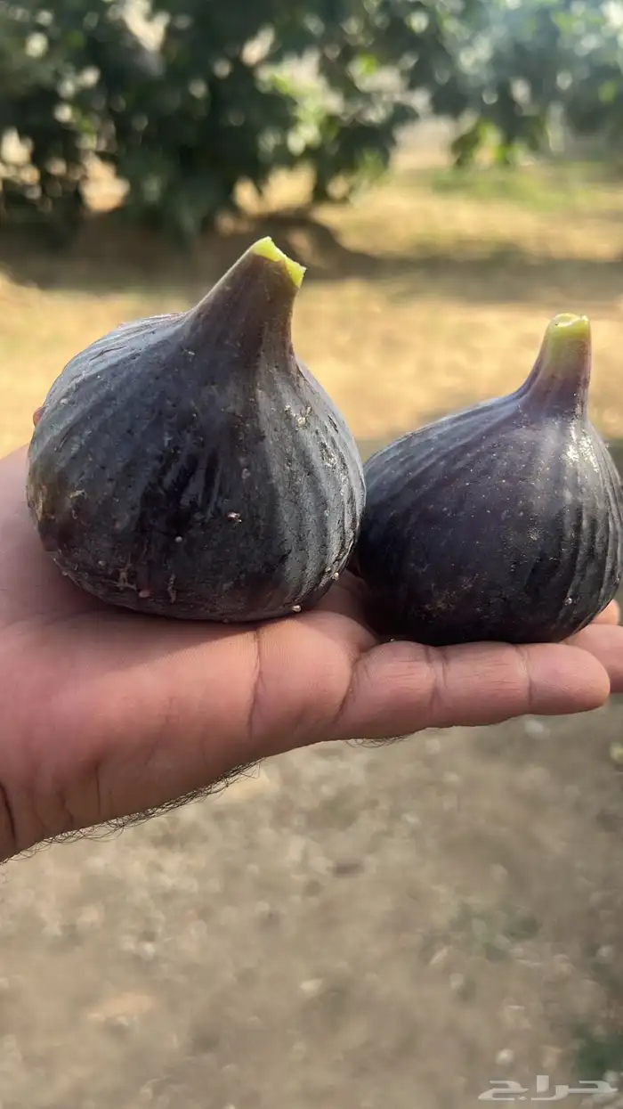 شتلات مثمرة 17