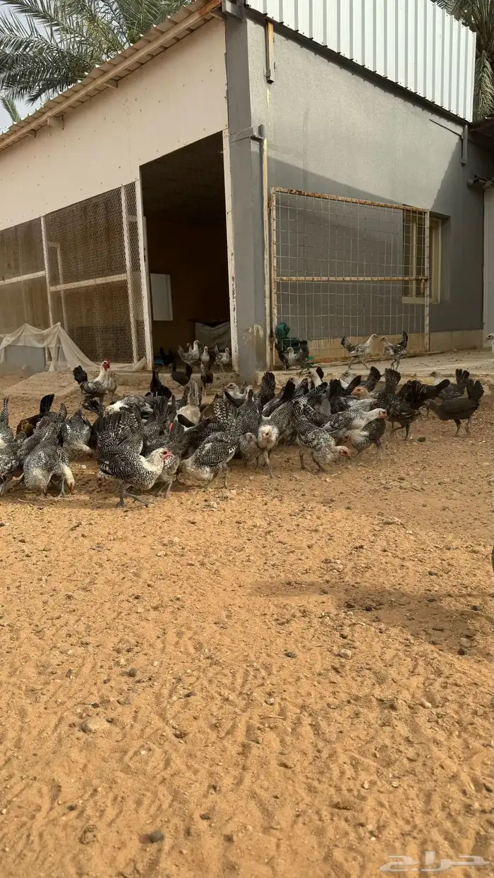 دجاج 0