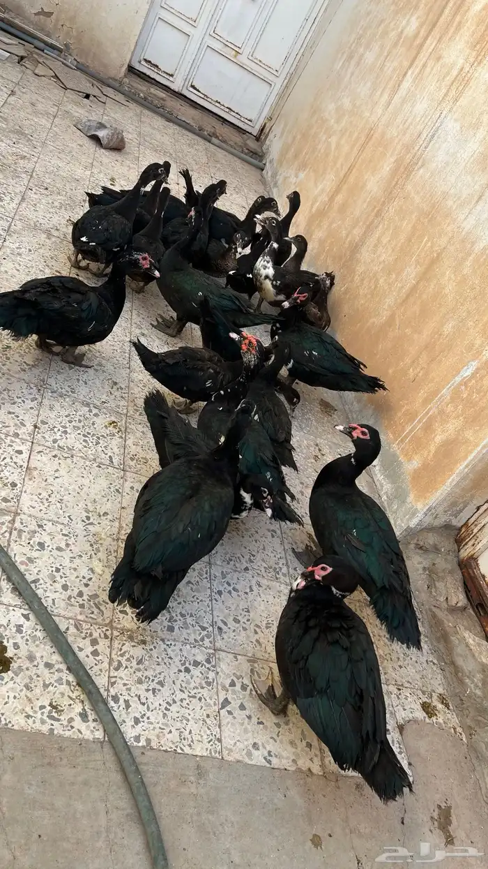 بط بح للبيع  . 3