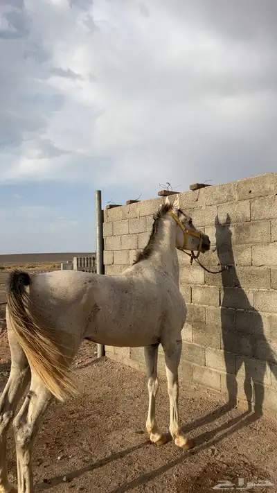 حصان شعبي 1