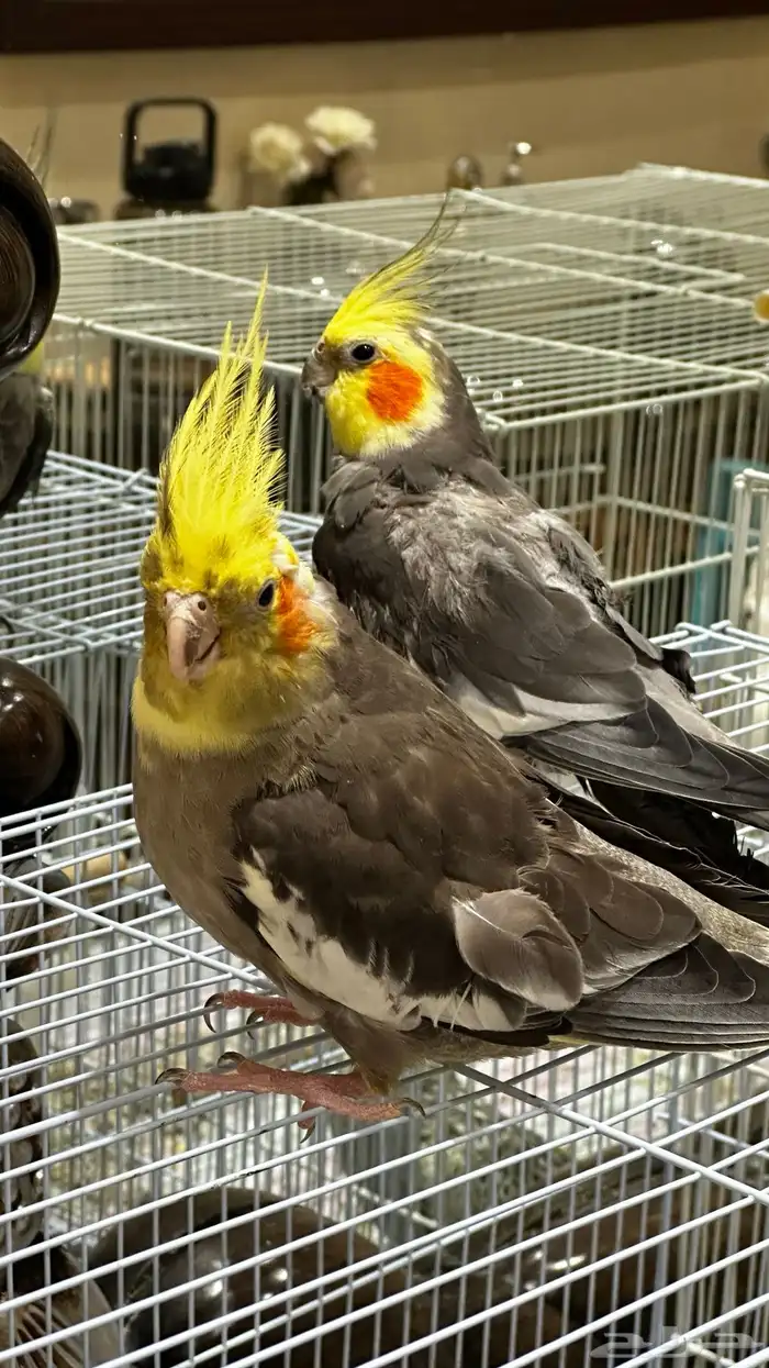 زوج كروان منتج 2