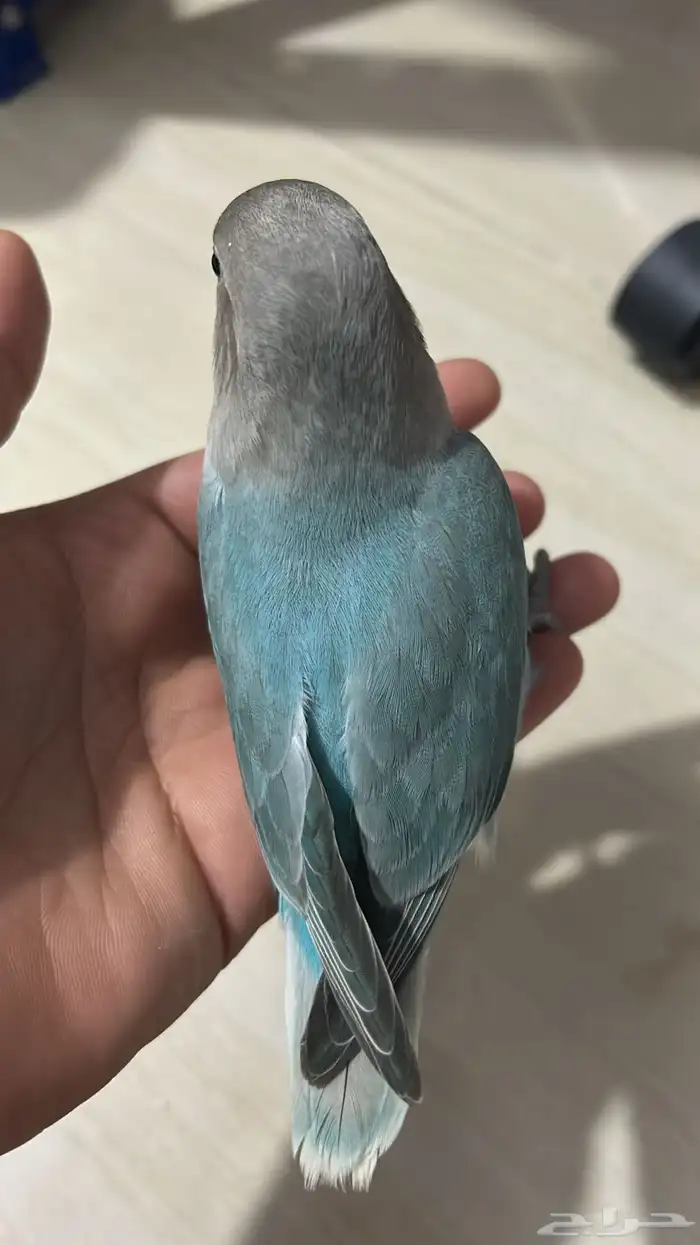 فروخ روز مفطومه هدد نشبه((تم البيع)) 12