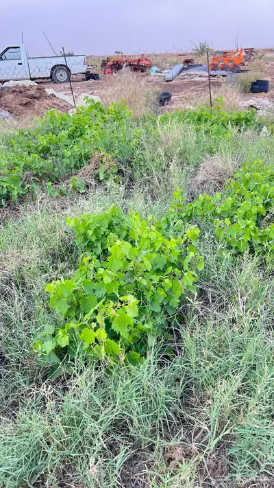عنب احمر حلواني 3