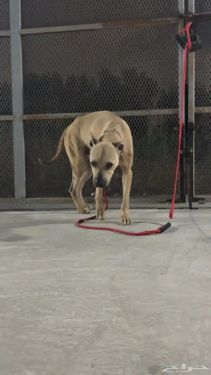 للبيع كلب بتبول 2