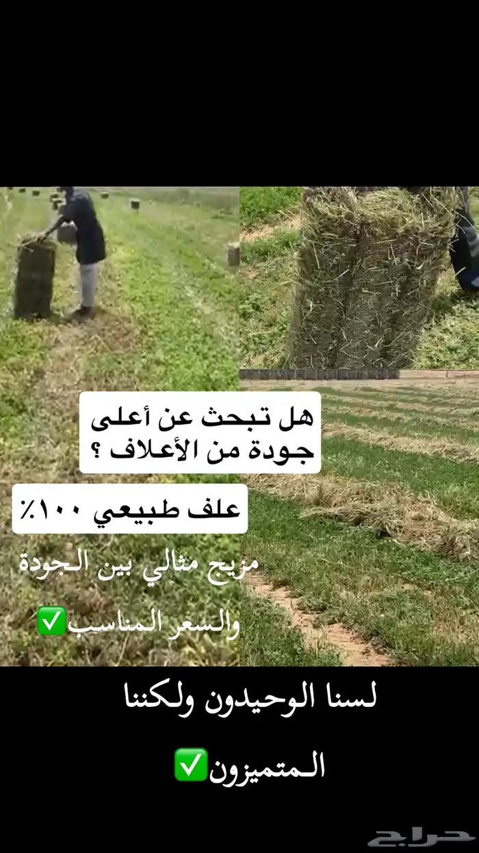 مخلوط و برسيم 0