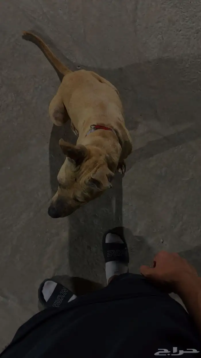 للبيع كلب بتبول 0