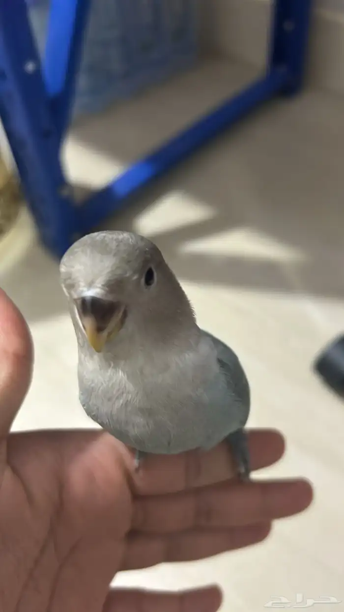 فروخ روز مفطومه هدد نشبه((تم البيع)) 11