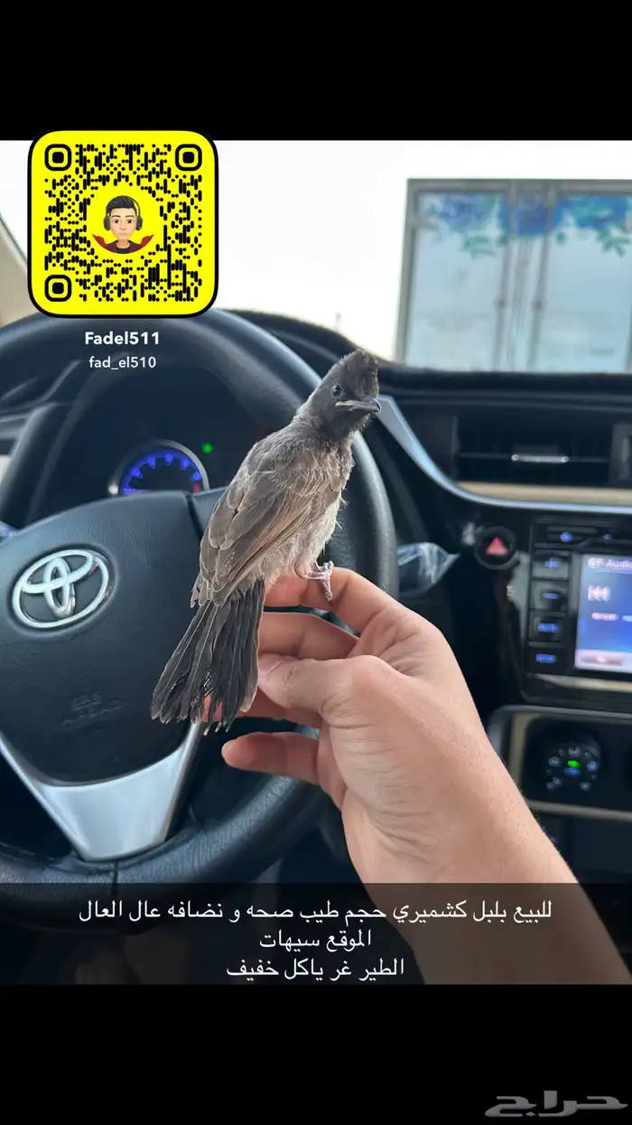 بلابل كشميري 0