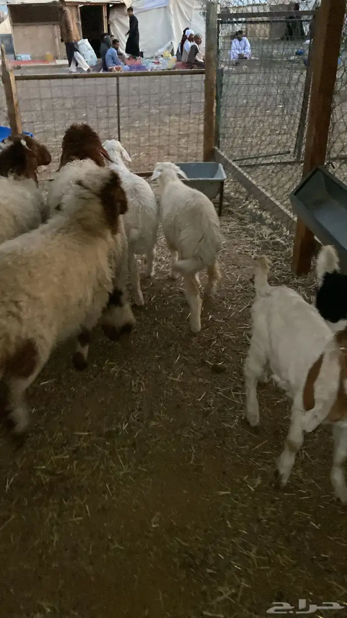 ذبايح ابوريان 0