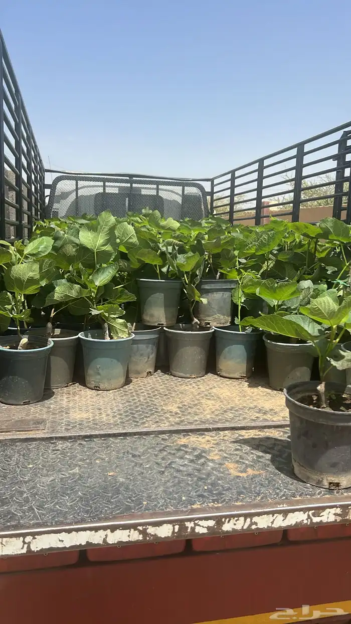 شتلات مثمرة وزينة 20