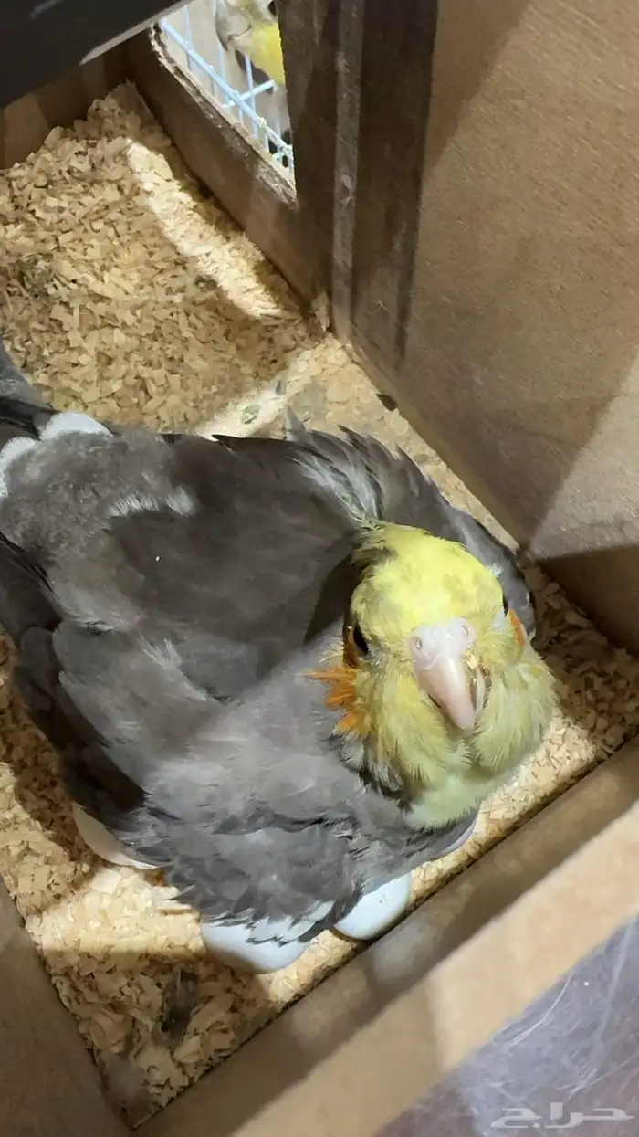 زوج كروان منتج 0