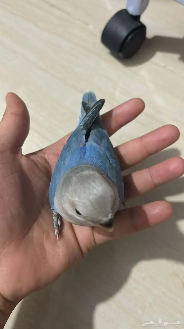 فروخ روز مفطومه هدد نشبه((تم البيع)) 15