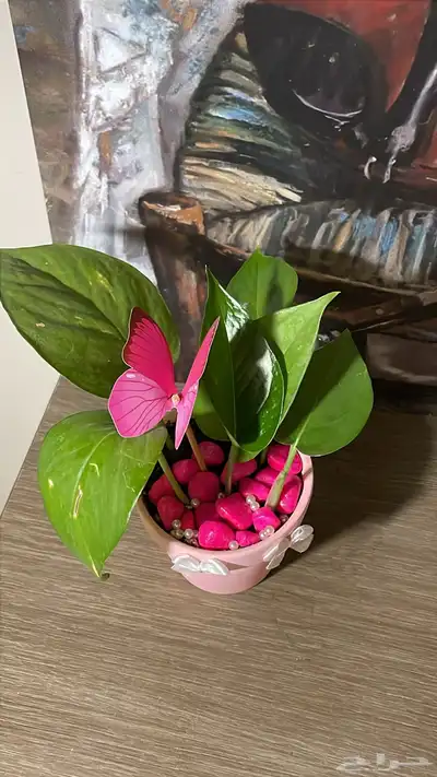 نباتات سمك فايتر سلاحف 2