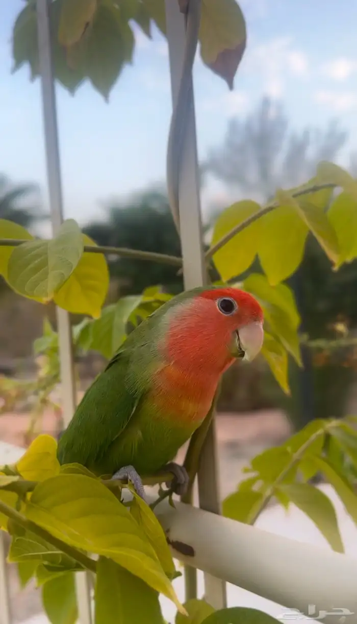 مفقود طير روز 0