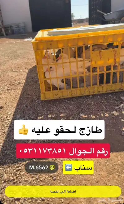 زغاليل 0