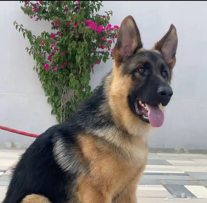 للبيع جراء جيرمن شيبرد شوولاين مستوى عالي اهالي بديقري 0