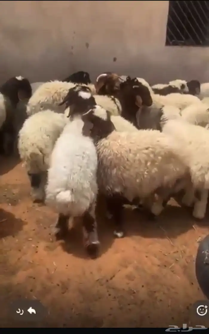 نعيم ضحايا شرط 1