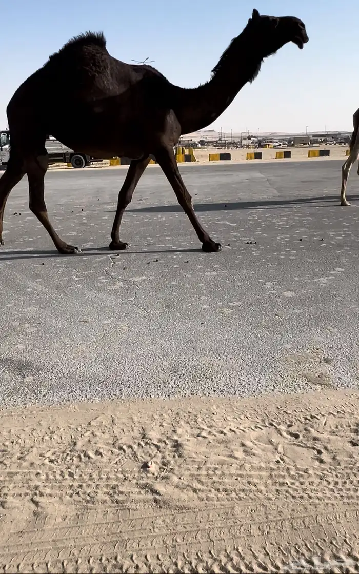 لقيه كفو 0