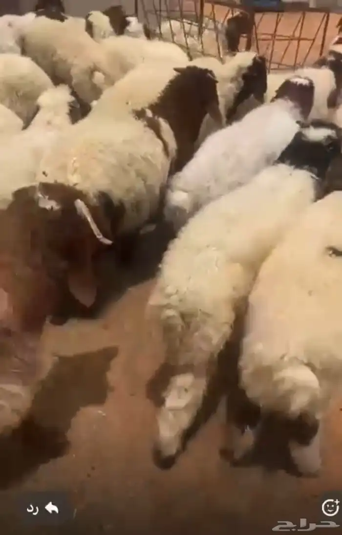 نعيم ضحايا شرط 0