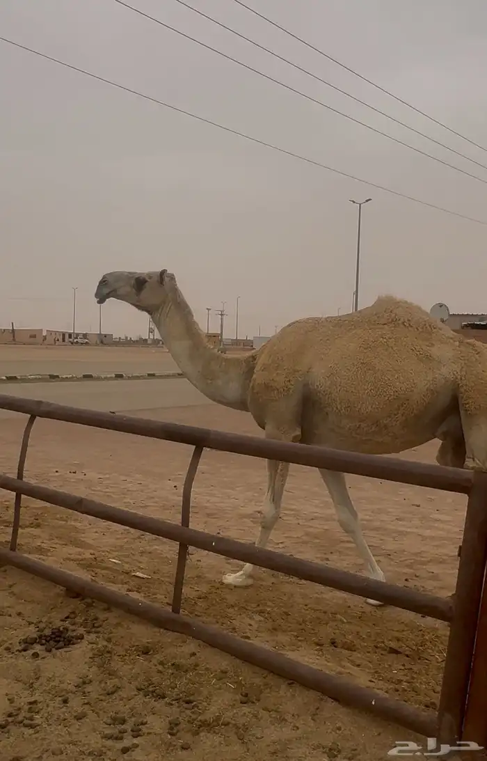 خلفه رباع هديه ( تم البيع ) 0